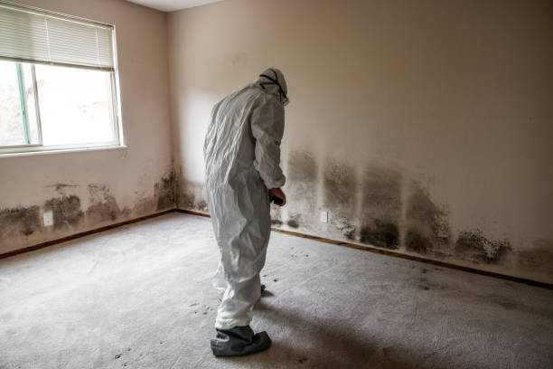 Mold Removal for HVAC Installations in Cleveland Heights, OH